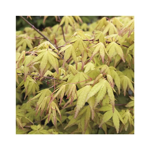 Erable du Japon (ACER PALMATUM UENO YAMA ) Le pot de 7 litres