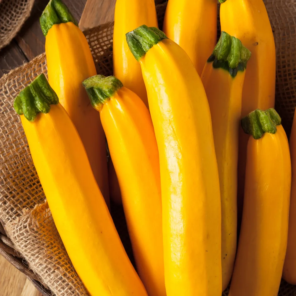 Courgette Lingodor F1 Cucurbita pepo lingodor f1