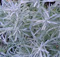 Helichrysum Italicum - Le pot de 4 litres
