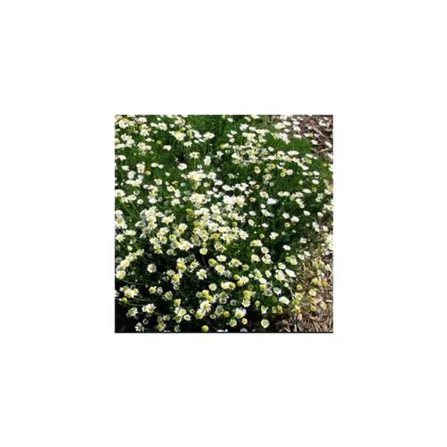 Matricaria Tchinatchewii - La barquette de 6 plants
