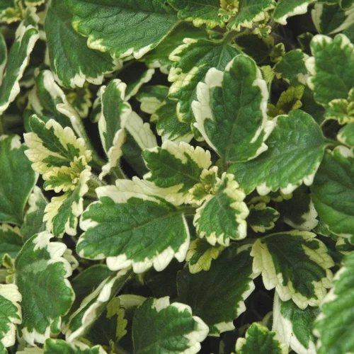 Plectranthus - La suspension de 27 cm
