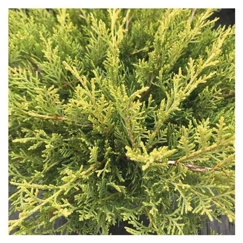 Genévrier jaune - Pot de 2L