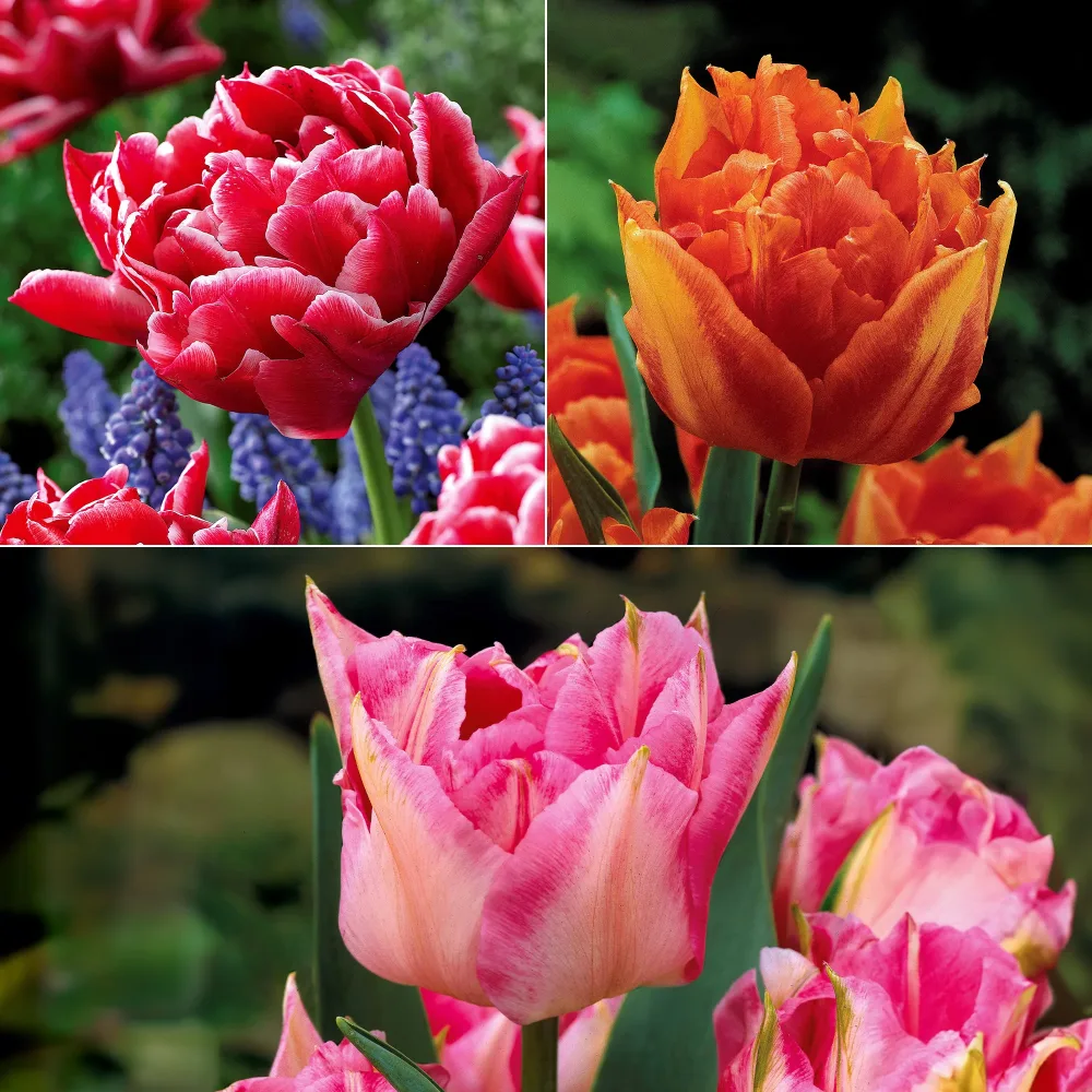 Collection de 25 Tulipes doubles Murillo Tulipa 'Columbus', 'Sunlover', 'Tabledance'