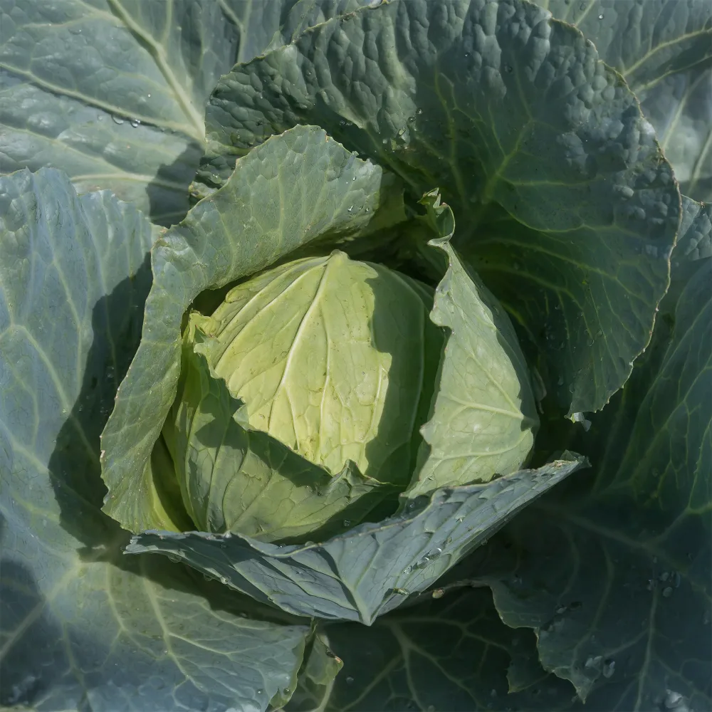 Chou cabus blanc Roem van Enkhuizen 3 Bio Brassica oleracea capitata roem van enkhuizen 3