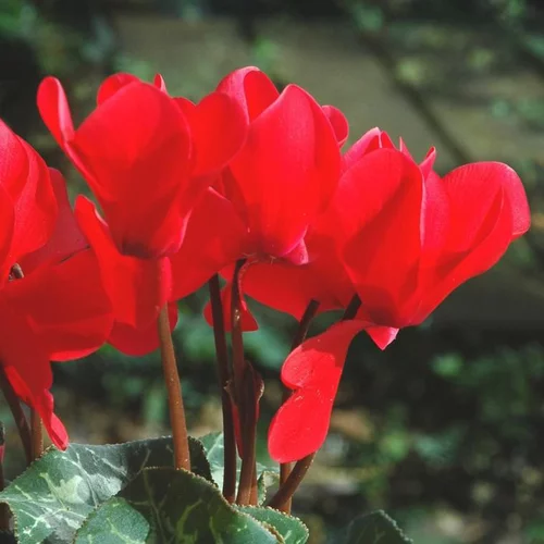 Cyclamen à grandes fleurs - Le pot terre cuite de 20 cm