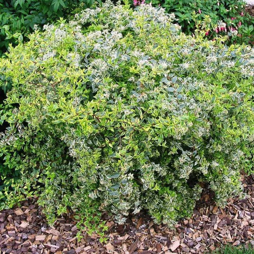 Abélia Grandiflora Hopleys blanc. Le pot de 8 litres