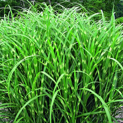 Miscanthus sinensis Zebrinus vert botanic®. Le pot de 2 litres