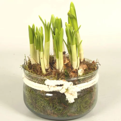Narcisse tête à tête - La coupe