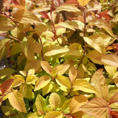 Spirée Bumalda Gold Flame. Le pot de 4 litres