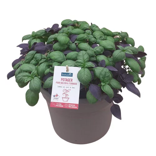 Basilic Duo Vert+Pourpre Bio. Le pot de 4,5 litres