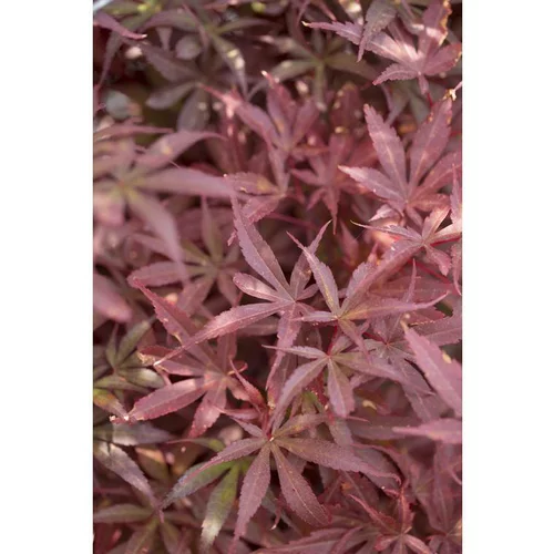 Erable du Japon (ACER PALMATUM SKEETERS BROOM ) Le pot de 3 litres