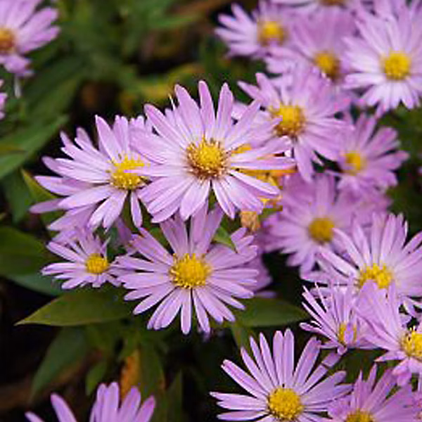 6 x Aster nain 'Anneke' – Aster dumosus 'Anneke' | godet 9cm x 9cm