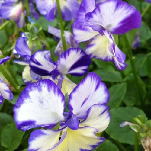 Violette cornue Rebecca Viola cornuta rebecca