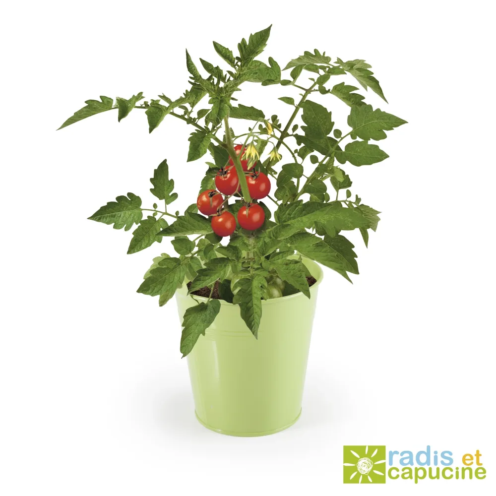 Kit Tomate cerise Solanum lycopersicum
