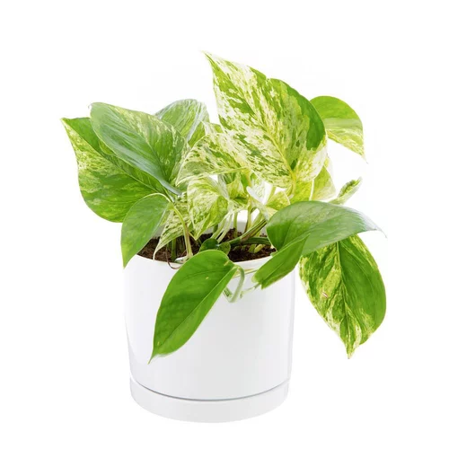 Pothos Marble Queen vert en pot blanc émaillé botanic®. Le pot Ø 15 cm