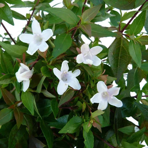 Abélia Grandiflora touffe. Le pot de 15 litres