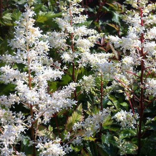 Astilbe hybride Rock and Roll Astilbe rock and roll