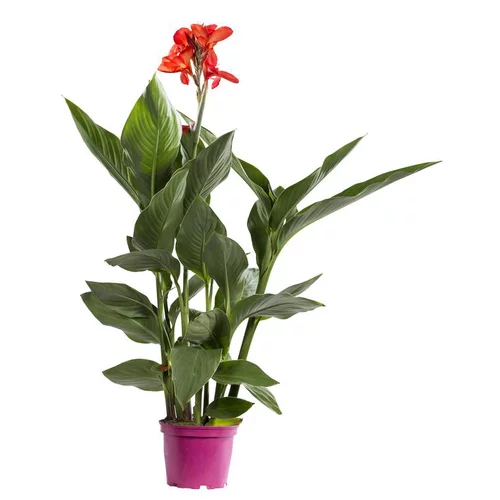Canna dit Balisier - Le pot de 3 litres