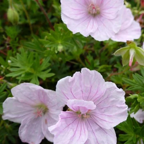 Géranium vivace sanguin Apfelblüte Geranium sanguineum apfelblüte