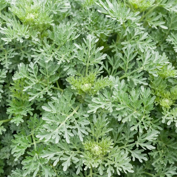 Absinthe Lambrook Silver Artemisia absinthium Lambrook Silver