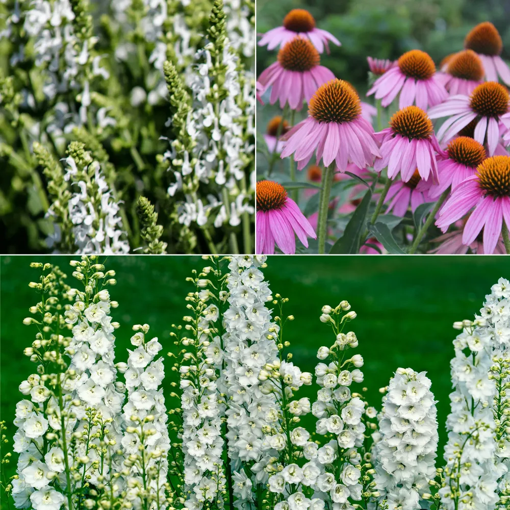 Vivaces Blanches et Roses Delphinium, Salvia, Echninacea