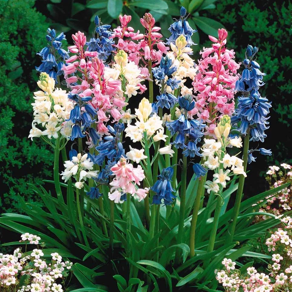 5 Jacinthes des bois en mélange Scilla campanulata