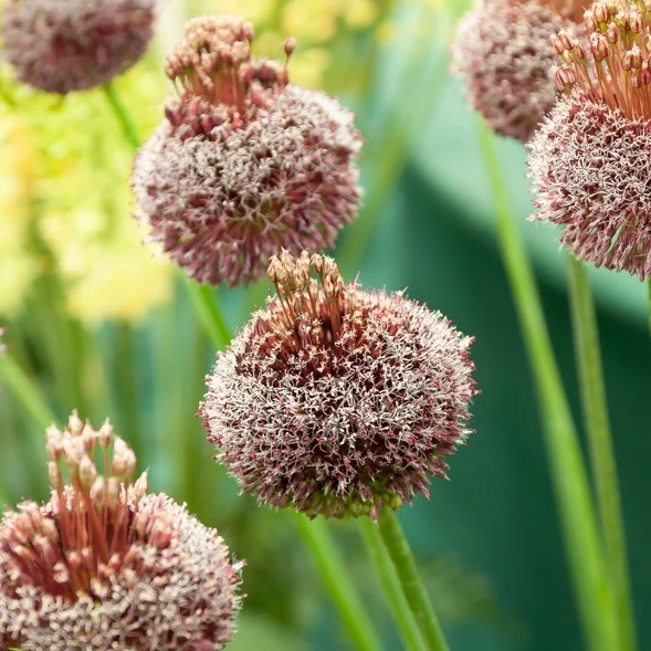 2 Alliums Forelock Allium forelock