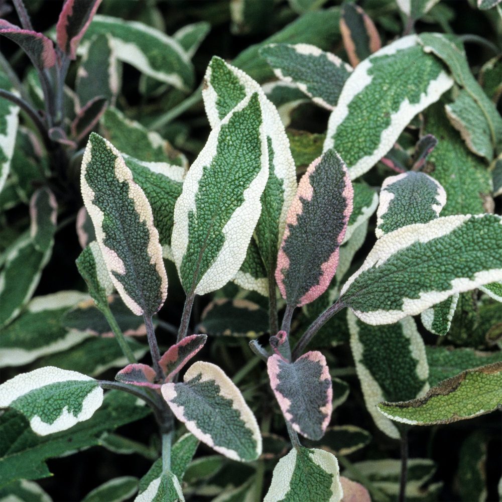 Sauge officinale Tricolor Salvia officinalis Tricolor