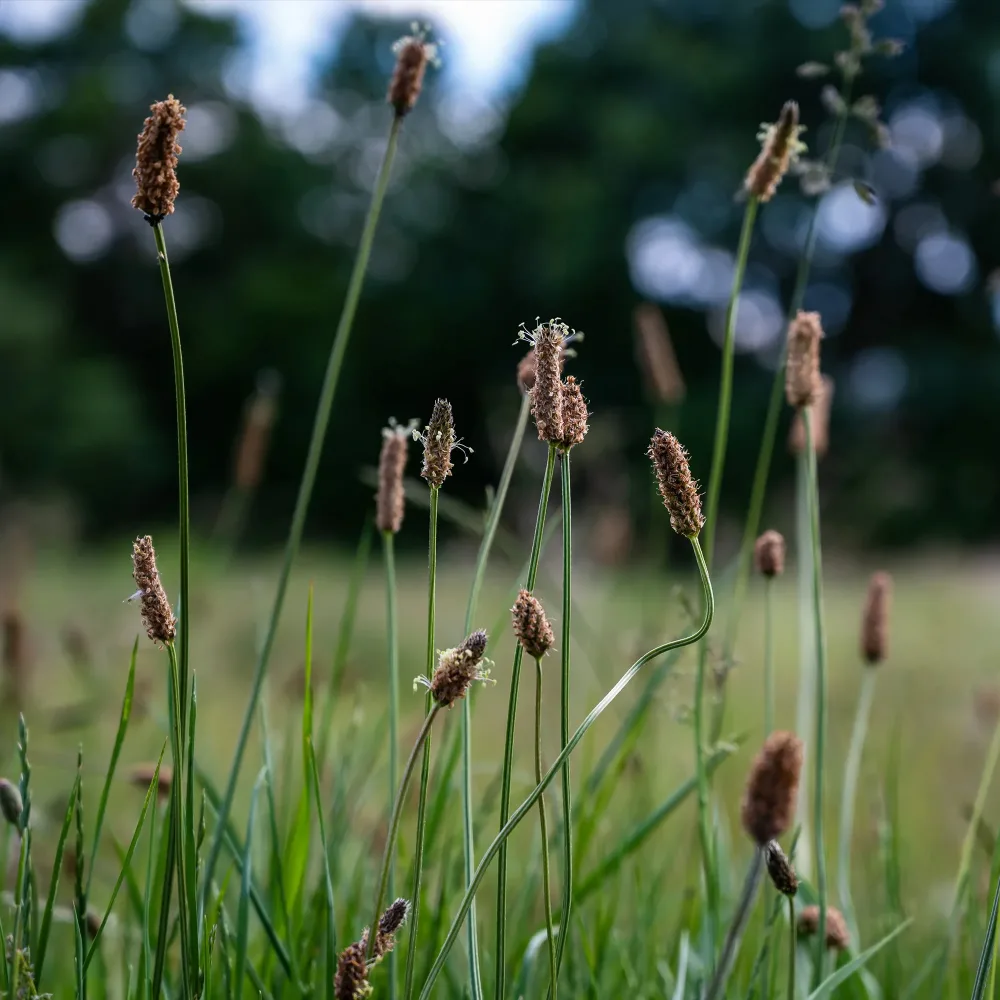 Eleocharis des marais Eleocharis palustris