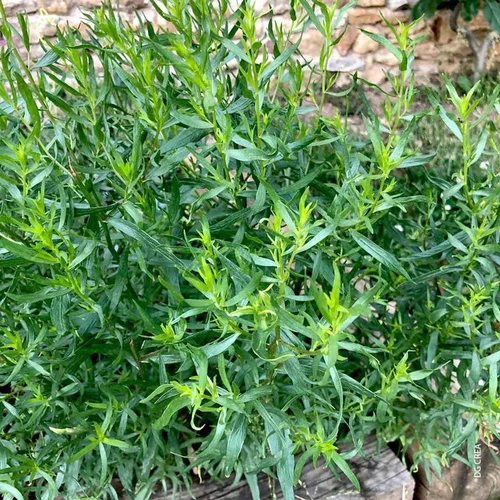 Estragon Bio. Le pot de 10,5 cm