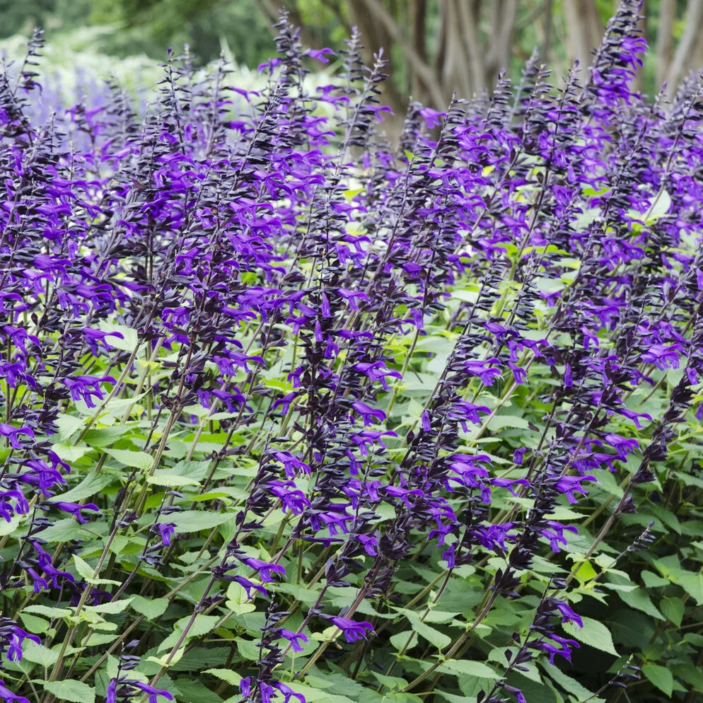 Sauge Amistad Salvia Amistad