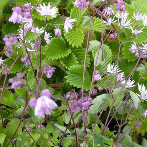 Thalictrum kiusianum Pigamon nain Thalictrum kiusianum