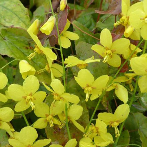 Epimedium Frohnleiten Epimedium x perralchicum frohnleiten
