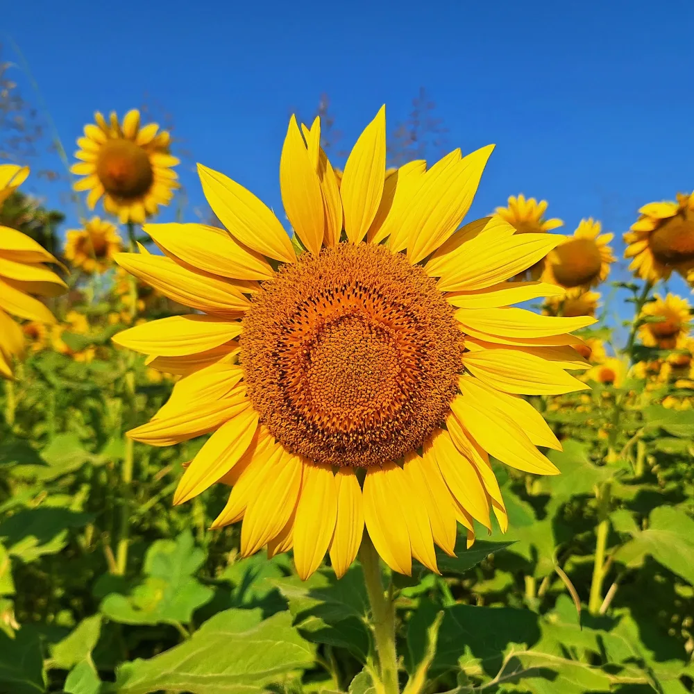 Tournesol à fleur géante Bio Helianthus annuus giganteus