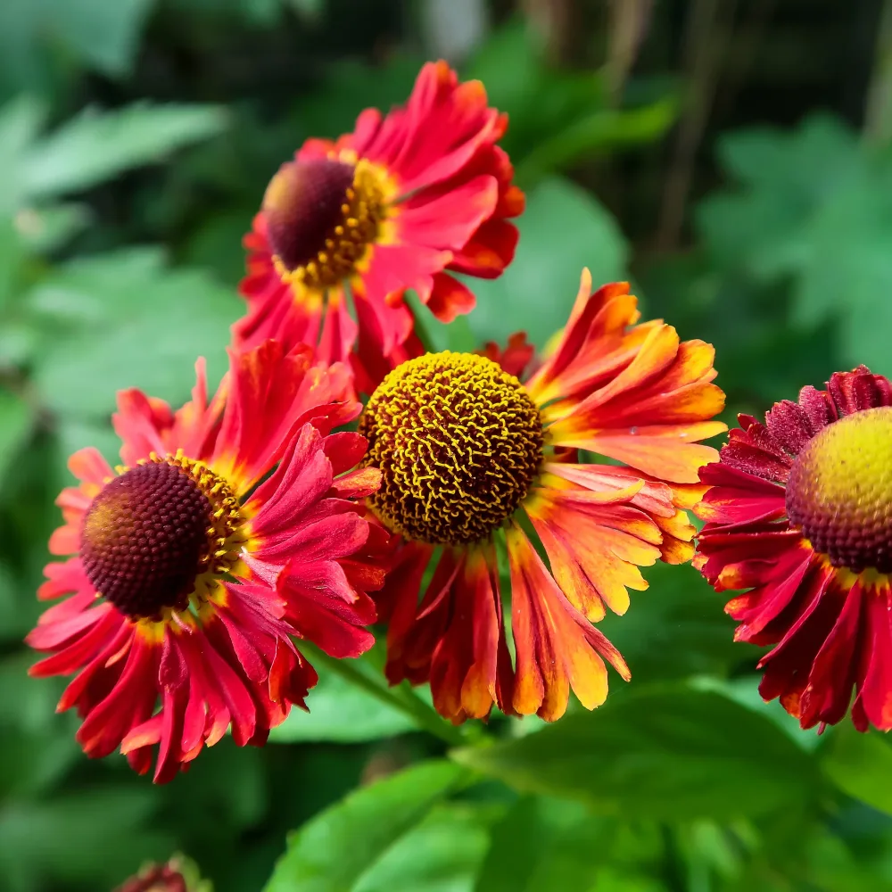 Hélénie Red Jewel Helenium red jewel