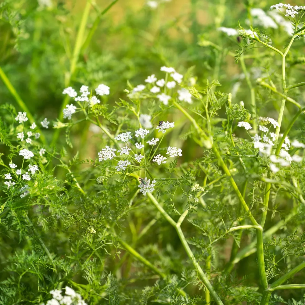 Oenanthe aquatique Oenanthe aquatica