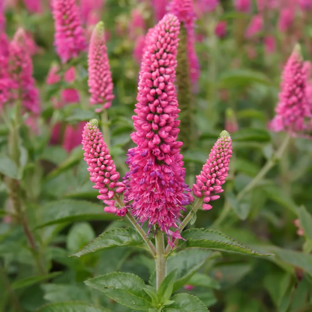 Véronique en épis Rotfuchs Veronica spicata rotfuchs