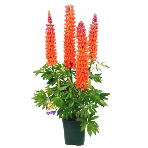 Lupin - Le pot de 2.5 litres