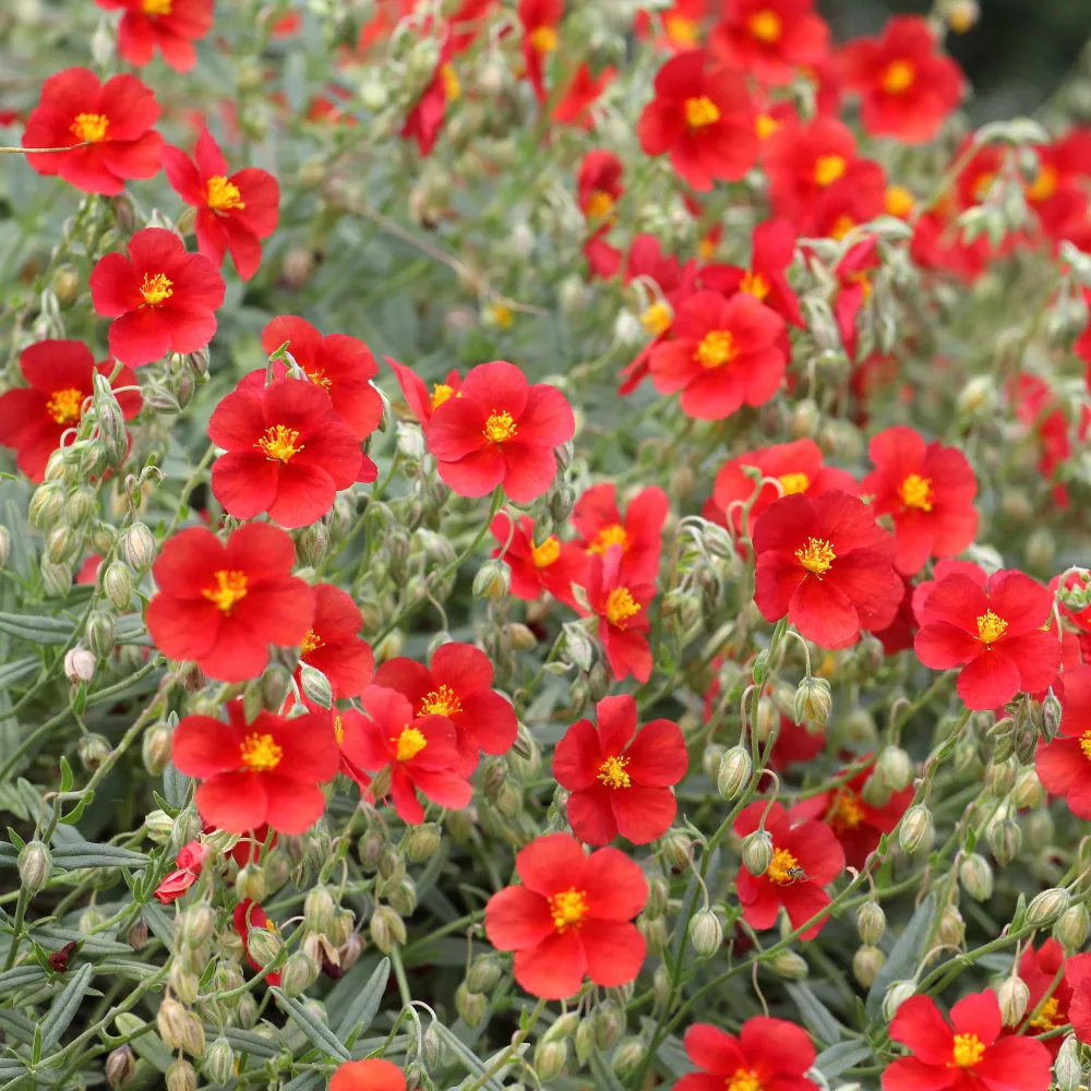 Hélianthème rouge Helianthemum red