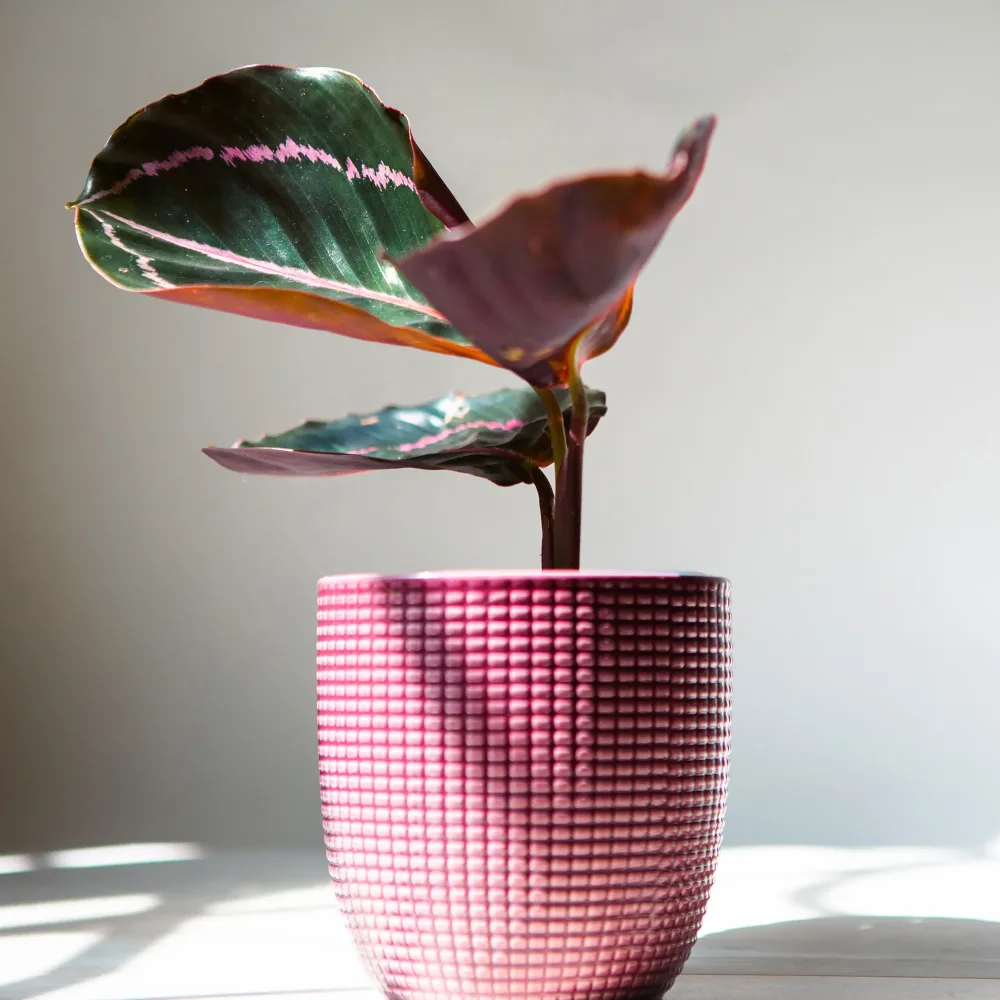 Calathéa Dottie Calathea roseopicta Dottie