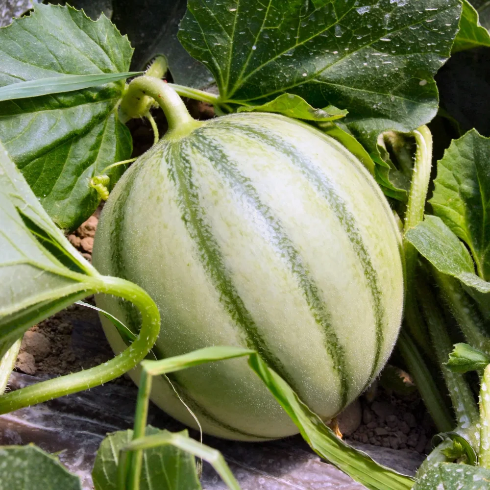 3 Plants de Melon Edgar F1 Cucumis melo edgar f1