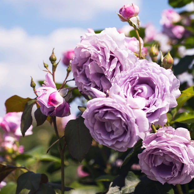 Rosier grimpant Indigoletta Rosa indigoletta