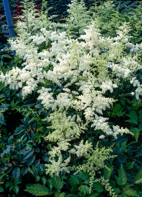 Astilbe ‘Brautschleier’ - Le pot de 2 litres