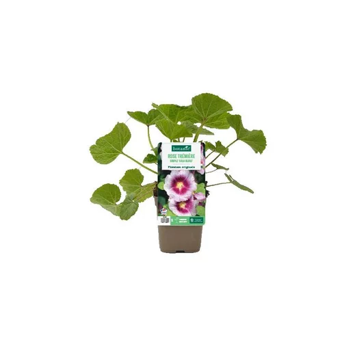 Rose trémière simple ‘Halo Blush’ - Le pot de 1 litre