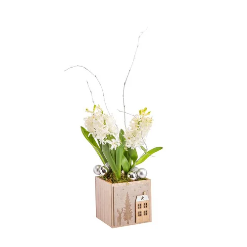 Composition de 3 jacinthes en pot carré naturel
