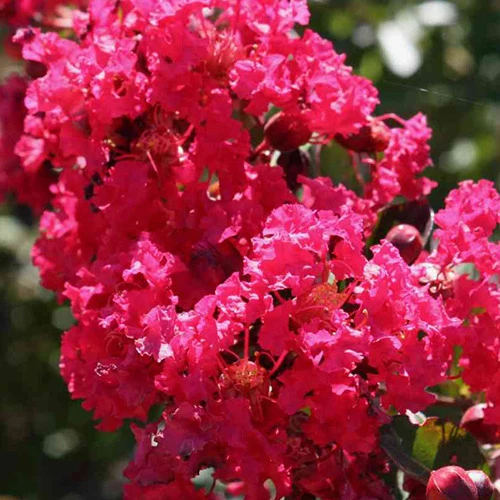 Lilas des Indes Lilas d'été Petite Red Lagerstroemia indica petite red