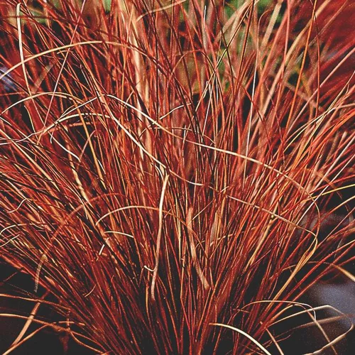 Carex Testacea - Le pot de 4 litres
