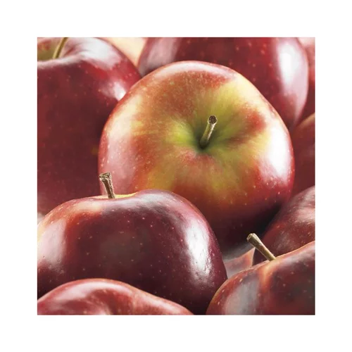 Pommier Delbard Celeste® Deltana. Le pot de 12 litres, forme gobelet