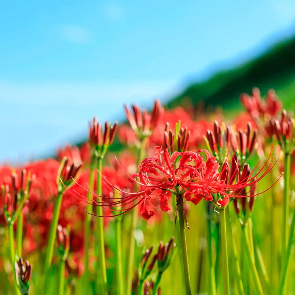 Lis araignée rouge Lycoris radiata
