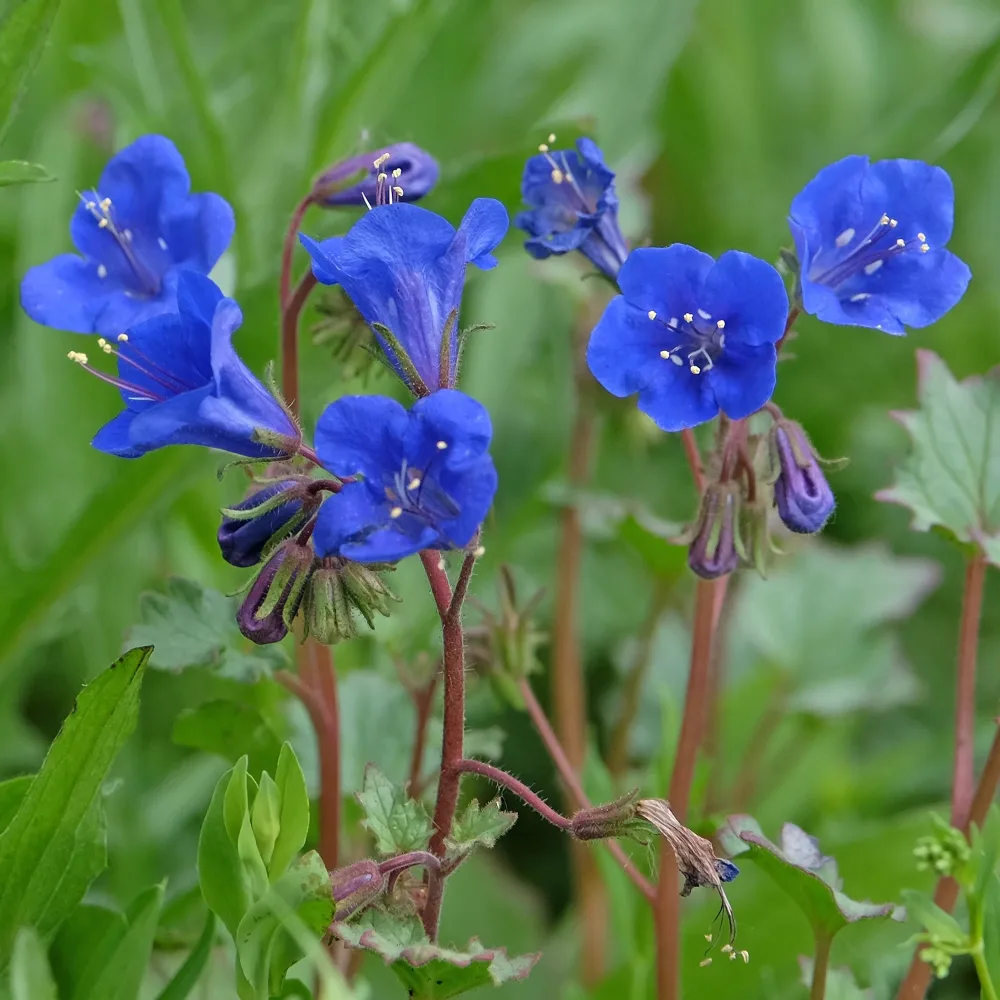 Phacelie Blue Bell Phacelia campanularia Blue Bell